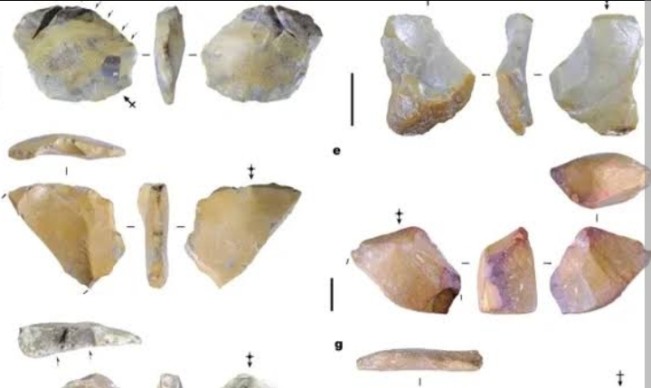 Ilustrasi sejumlah fosil yang ditemukan di Soppeng, Sulawesi Selatan. [Int]
